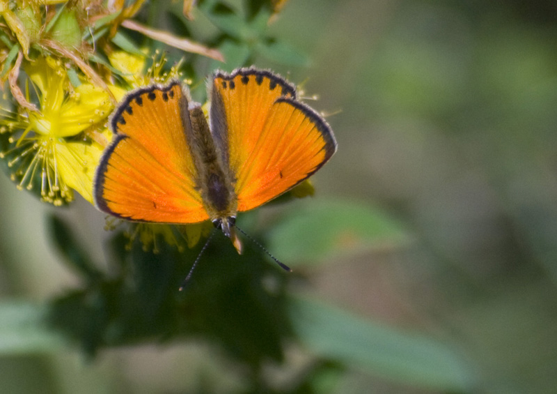 Alla ricerca della Lycaena dispar